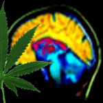 Marijuana's Effects on Brain, Body and Behavior