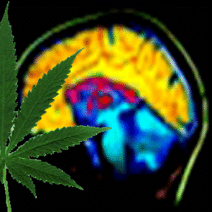 Marijuana's Effects on Brain, Body and Behavior