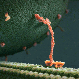 This is a 3D model of what happiness looks like in our brain. What you see is a myosin protein dragging an endorphin along a filament to the inner part of the brain's parietal cortex which creates Happiness. What happens to this little guy when in his early years - during the time his brain's host is between 12 to 25 years old, he's exposed to 21st century THC? Research is beginning to reveal, not such good things. 